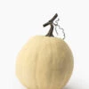 Ivory Pumpkin Collection