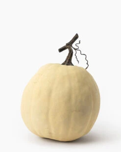 Ivory Pumpkin Collection