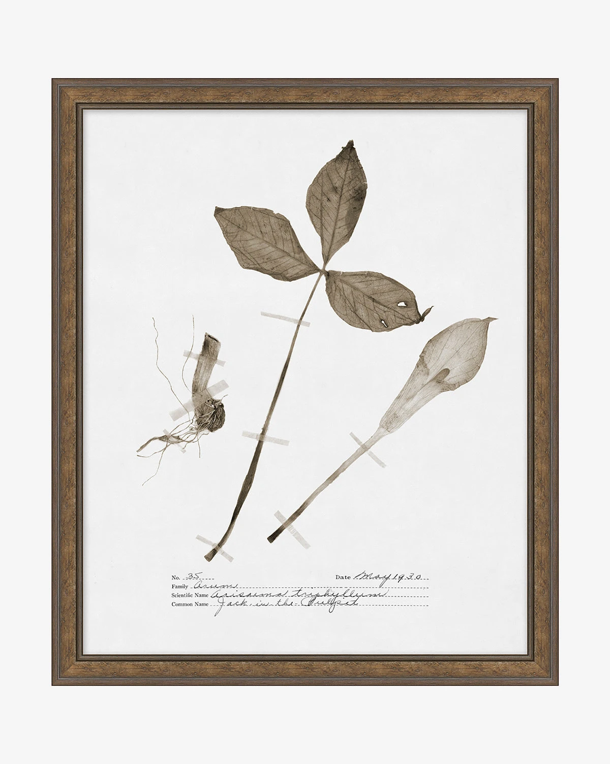 Subdued Botanicals III 3 Subdued Botanicals III